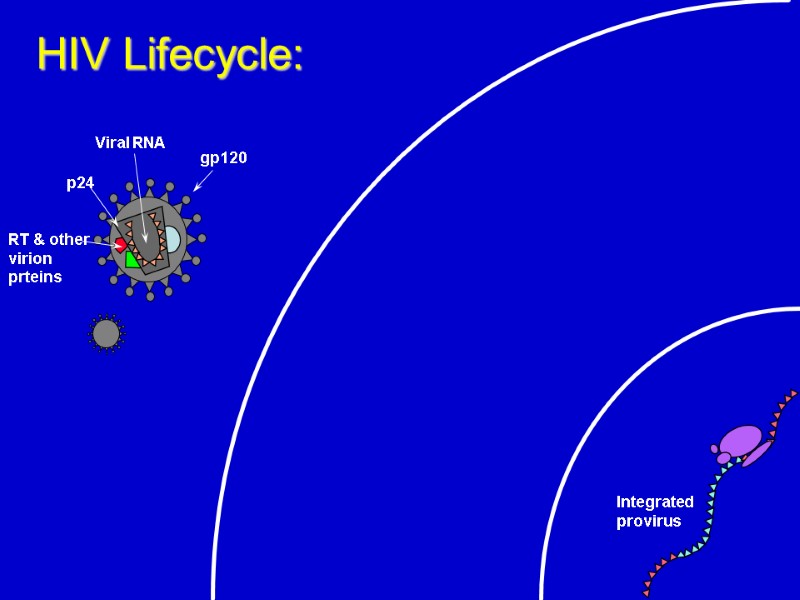 Integrated  provirus  HIV Lifecycle: